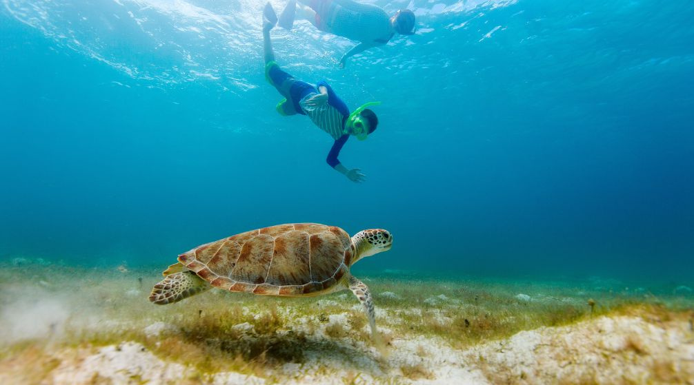 Excursion de plongée en apnée à Abu Dabbab Dugong au départ de Port Ghalib