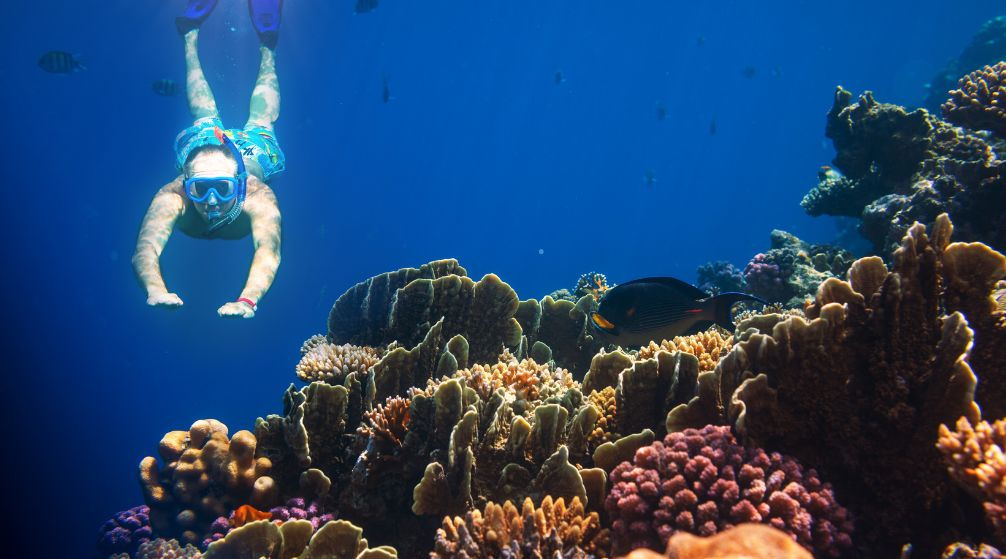 Excursion de plongée en apnée à Abu Dabbab Dugong au départ de Port Ghalib