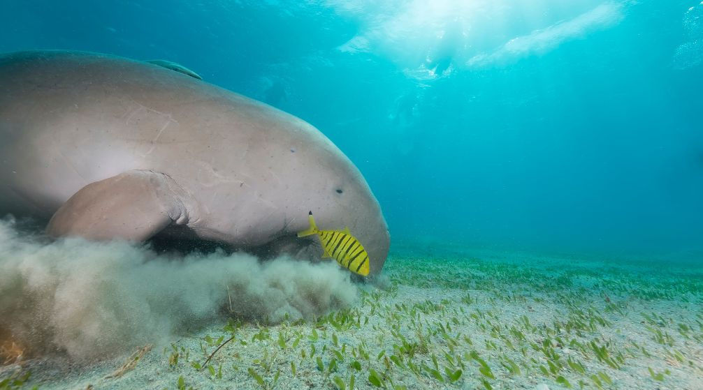 Excursion de plongée en apnée à Abu Dabbab Dugong au départ de Port Ghalib