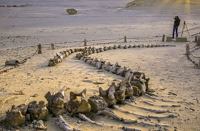 Excursions au Fayoum depuis le Caire