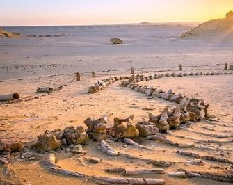 Excursions dans le désert dÉgypte