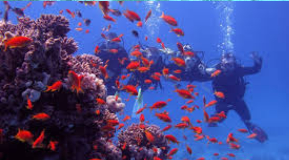 Plongée avec tuba sur lîle de Mahmya à Hurghada