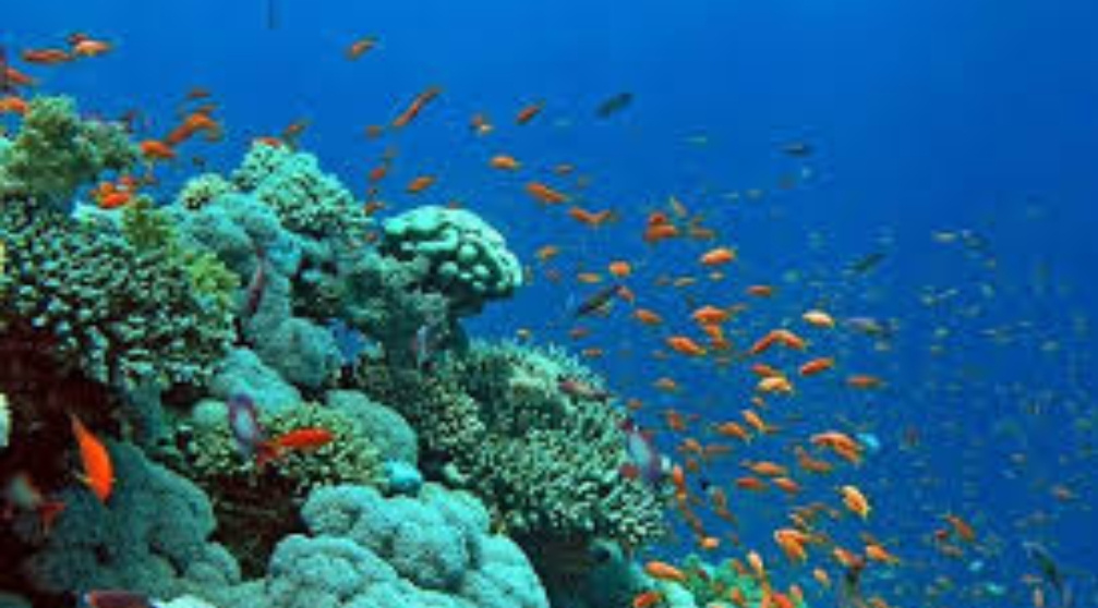Plongée avec tuba sur lîle de Mahmya à Hurghada