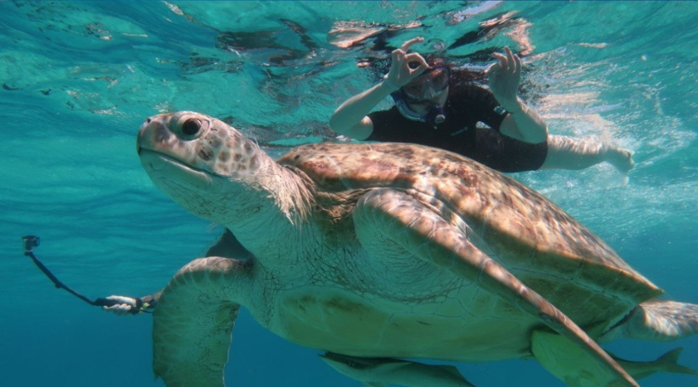 Plongée avec tuba sur lîle de Mahmya à Hurghada