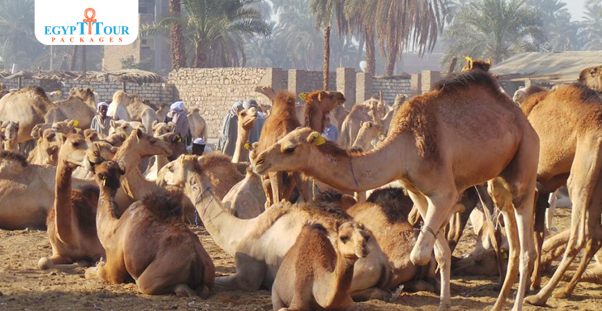 Daraw Camel Market Aswan, Egypt |Egypt Tour Packages 