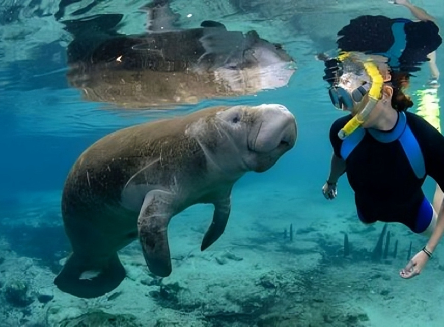 Excursion de plongée en apnée à Abu Dabbab Dugong au départ dHurghada