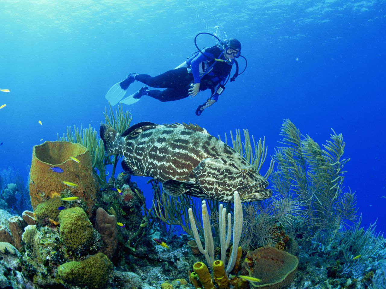 Excursion dune journée de snorkeling à Sharm el Lulli et au wadi El Qulaan