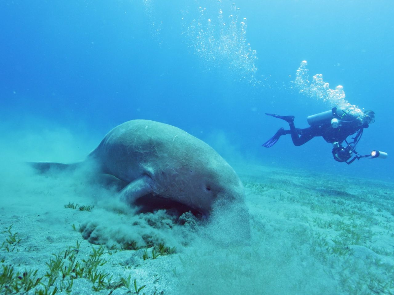 Escursione di snorkeling nel dugongo di Abu Dabbab da Port Ghalib