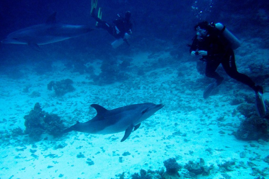 Diving Tour at Shaab Samadai from El Quseir
