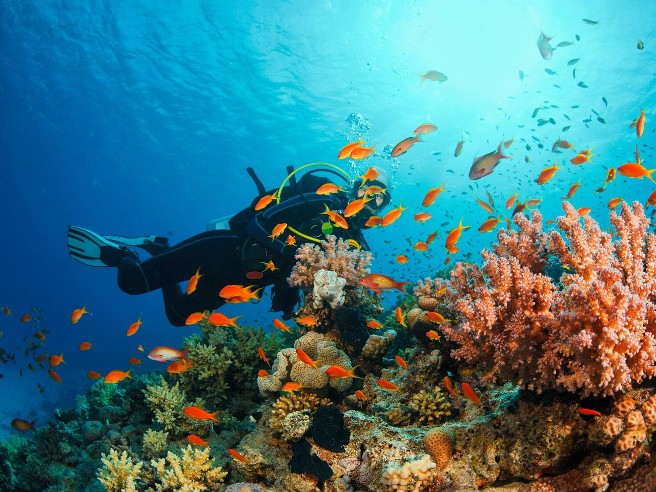 Marsa Mubarak Diving trip from Marsa Alam