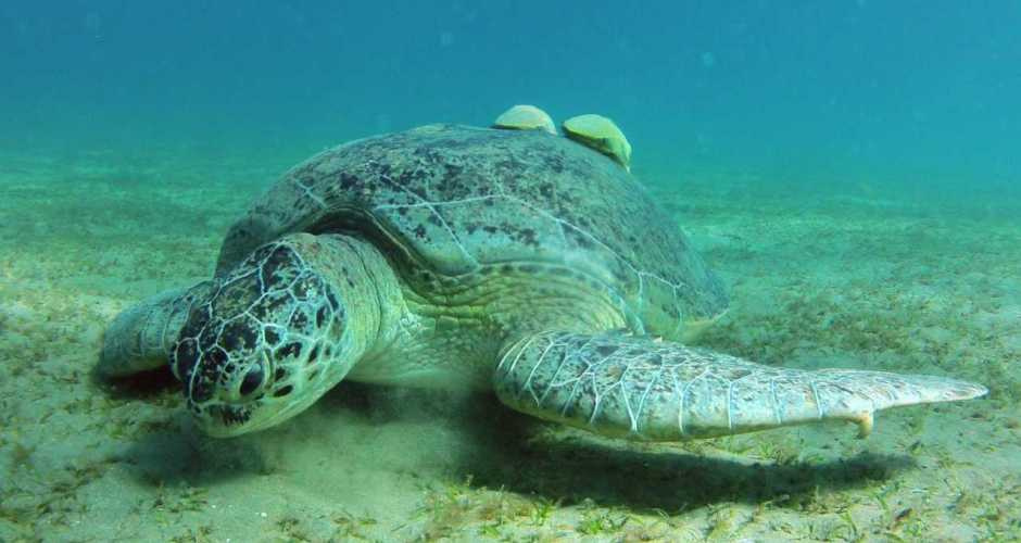 Marsa Mubarak Snorkeling trip from Marsa Alam