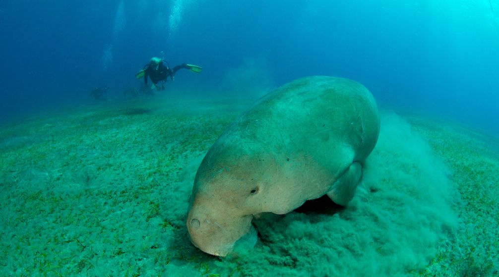 Escursione di snorkeling ad Abu Dabab da Port Ghalib
