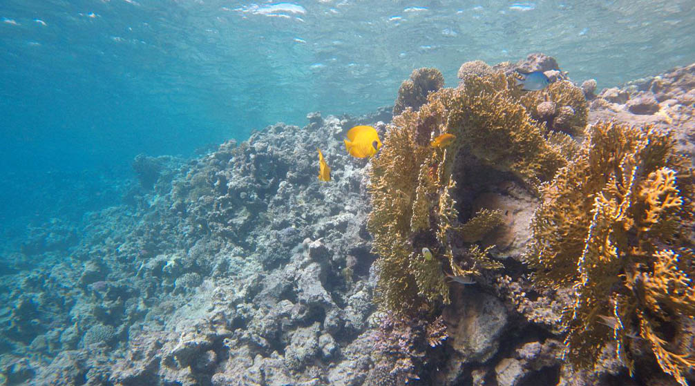 Gita di snorkeling alle isole Hamata da Marsa Alam Gita di snorkeling alle isole Hamata da Marsa Alam