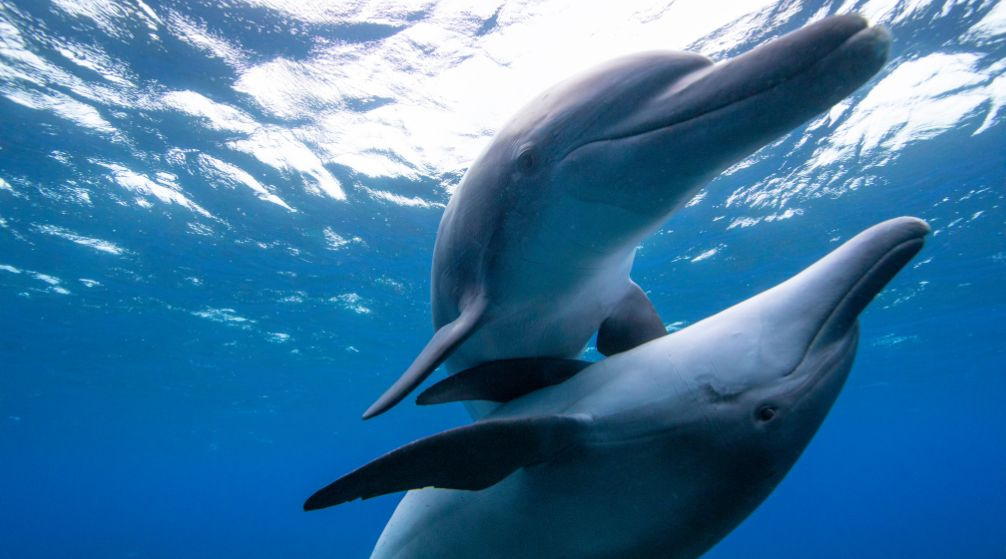 Gita di snorkeling alle isole Hamata da Marsa Alam Gita di snorkeling alle isole Hamata da Marsa Alam