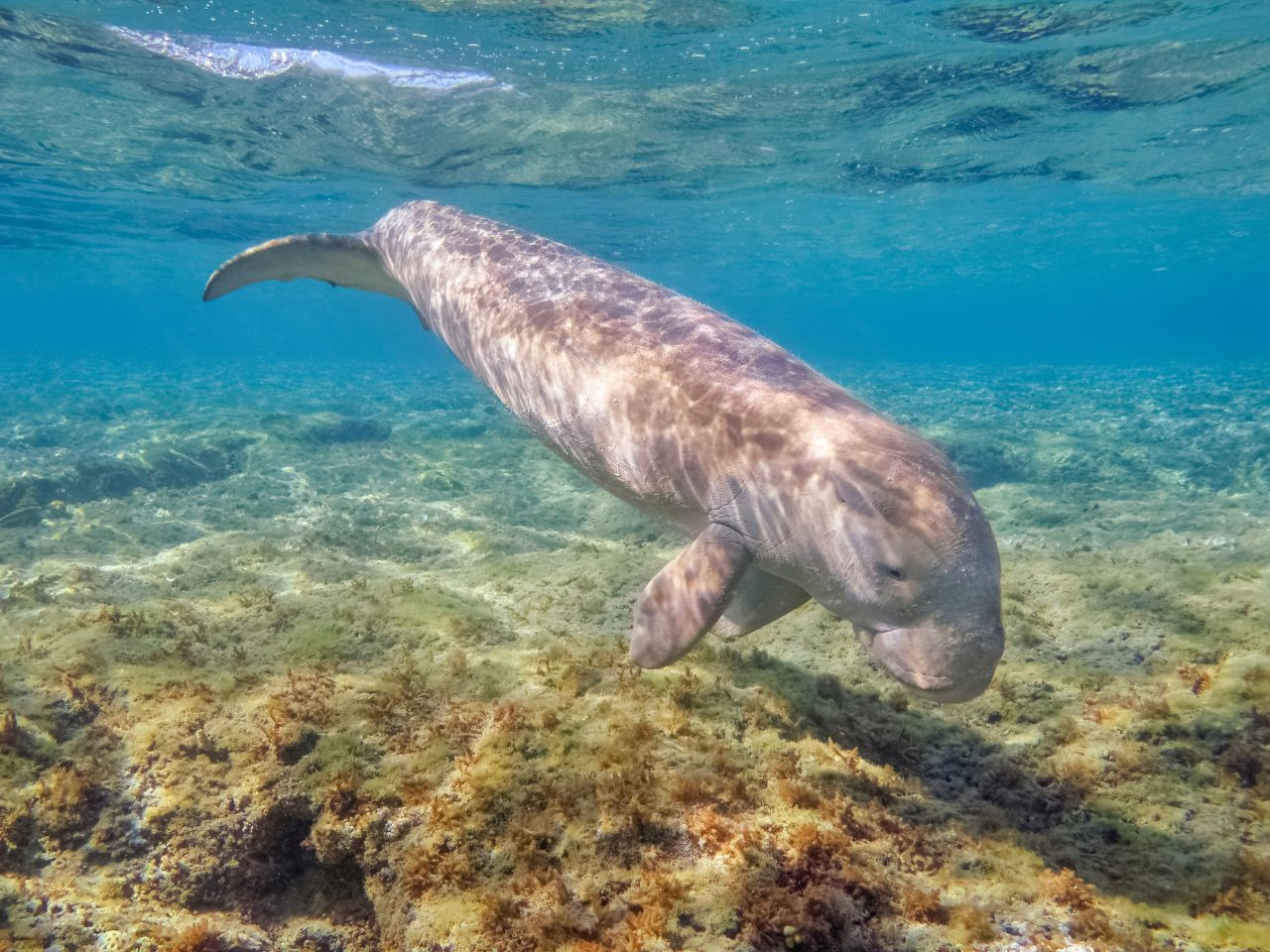Escursione di snorkeling ad Abu Dabab da Port Ghalib