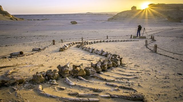 2 daagse kampeertrip in Fayoum vanuit Caïro