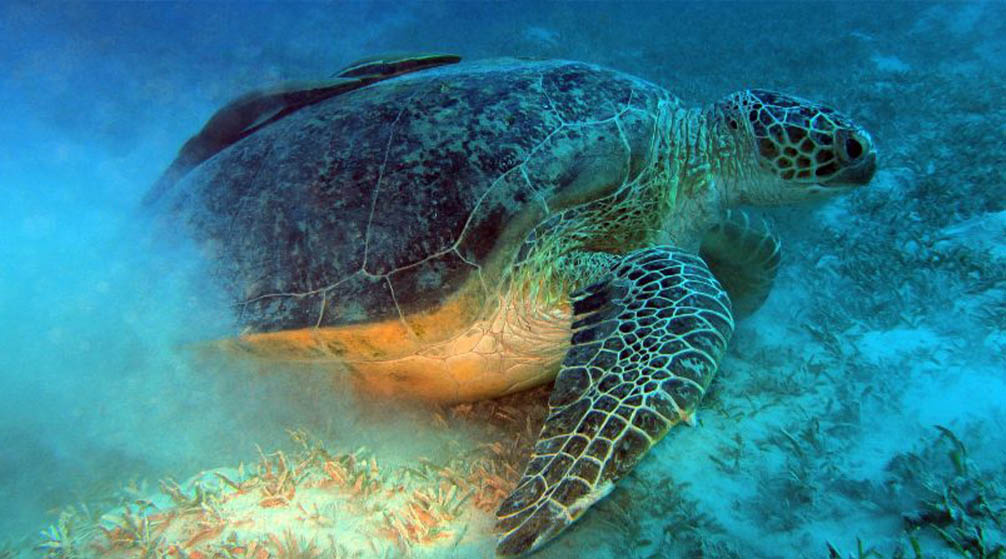 Atrakcje w Marsa Alam