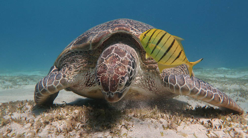 Jednodniowa wycieczka do Luksoru z Marsa Alam