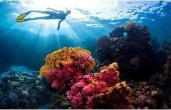 Wycieczka snorkelingowa na wyspy Hamata z Port Ghalib