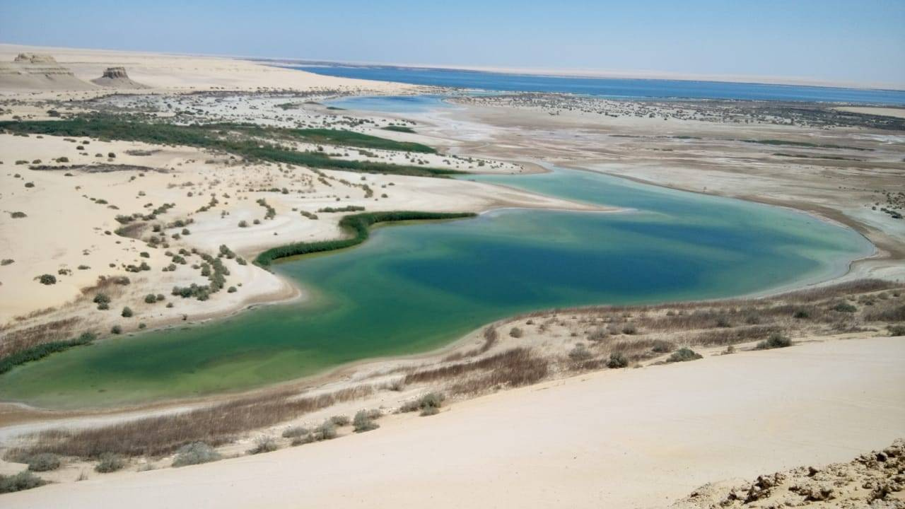 Excursie în valea balenelor din Cairo